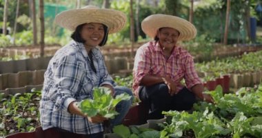 Smiling of Happy Asian farmers harvesting fresh organic vegetable together in local farm at countryside.