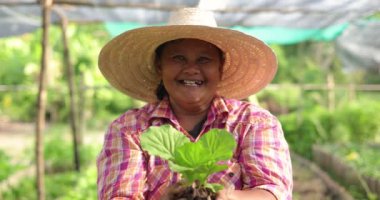 Asian woman farmer harvesting ang showing fresh raw vegetable on her local organic vegetable farm.