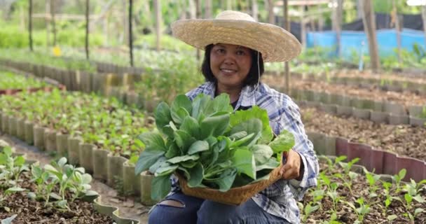 Asian Woman Farmer Harvesting Ang Showing Fresh Raw Vegetable Her — стоковое видео