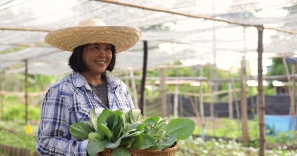 Asian Woman Farmer Harvesting Ang Showing Fresh Raw Vegetable Her — Stockvideo