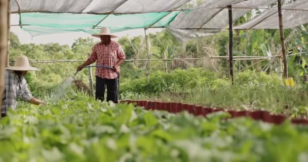 Азійська Рільниця Поливає Овочі Городі — стокове відео