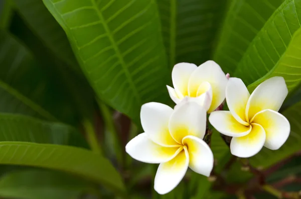 Plumeria (Frangipani) ) — стоковое фото