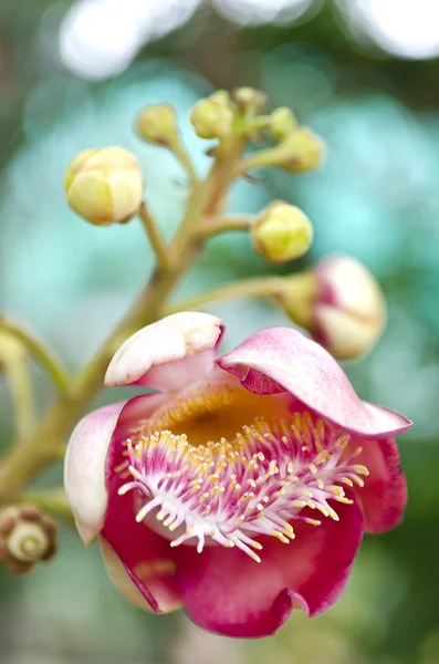 Λουλούδι του Βούδα — Φωτογραφία Αρχείου