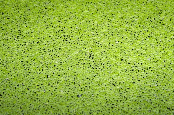 Duckweed — Stock Photo, Image