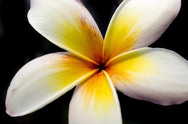 Plumeria (Plumeria) — Fotografia de Stock