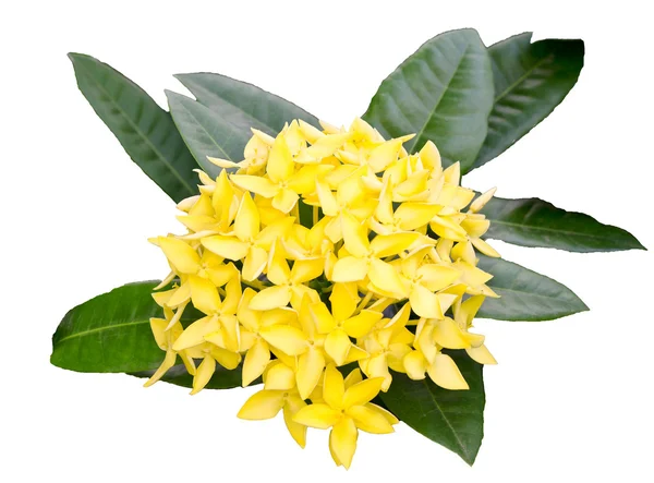 Jungle geranium (Ixora coccinea). Close-up. yellow color. Stock Photo by  ©sirikornt 31651935