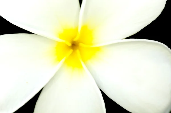 Plumeria (Frangipani)) — Stockfoto