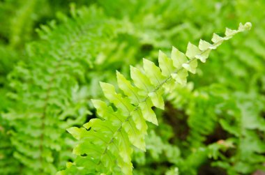 çalılar fern. arka plan.