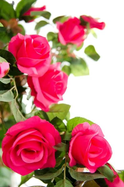 Pink roses on white background — Stock Photo, Image