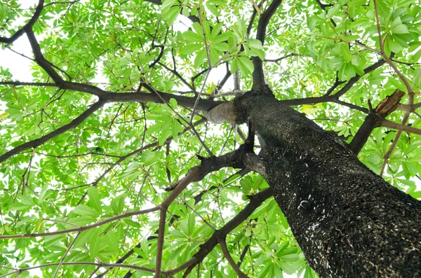 Des arbres forestiers. nature vert bois lumière du soleil milieux. — Photo