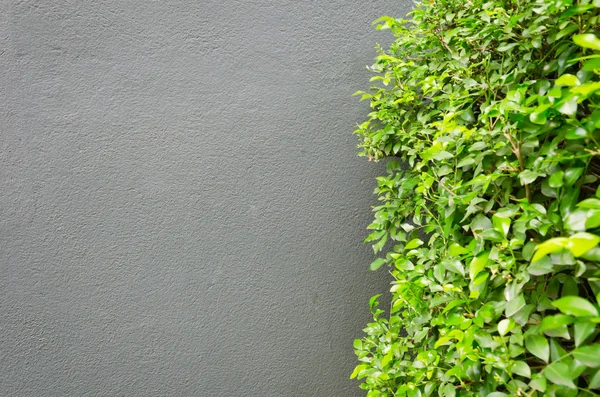 Zelený strom s šedou betonovou zeď — Stock fotografie