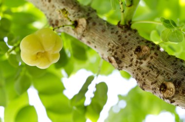 yıldız bektaşi üzümü meyve ağacı üzerinde
