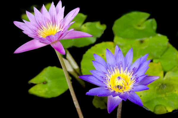 Lotus flower with bee and Lotus flower plants — Stock Photo, Image