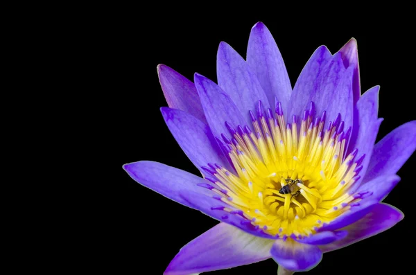 Lotus flower with bee and Lotus flower plants isolate black back — Stock Photo, Image