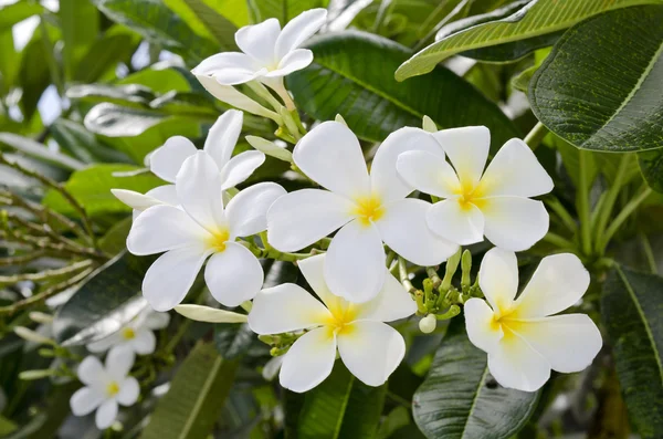 Vit tropisk blomma — Stockfoto