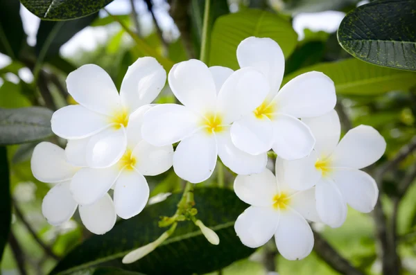 Vit tropisk blomma — Stockfoto