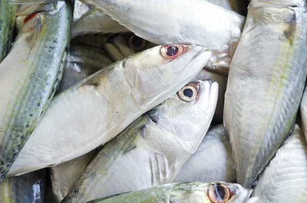 Färsk rå makrill fisk på marknaden. — Stockfoto