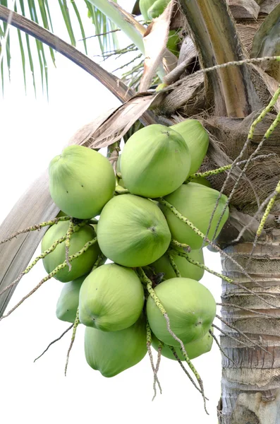 Noci di cocco — Foto Stock