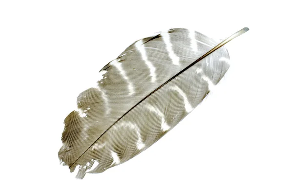 Feather with white isolate background — Stock Photo, Image