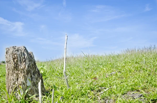 Prato verde sotto il cielo blu con nuvole — Foto Stock