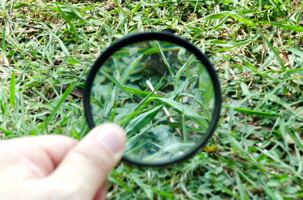 magnifying glass