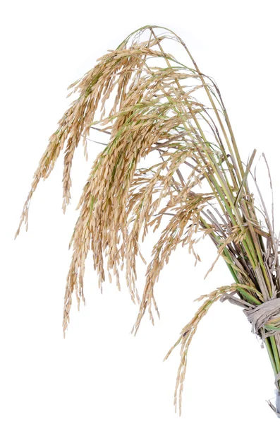 Ρύζι paddy σε λευκό φόντο — Φωτογραφία Αρχείου