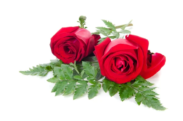 Red Rose — Stock Photo, Image
