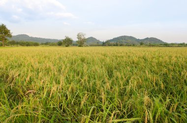 Paddy pirinç tarlası