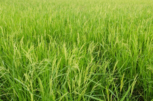 Rice field — Stock Photo, Image