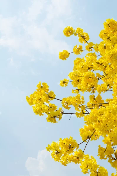Yellow flower with blue sky — Stock Photo, Image