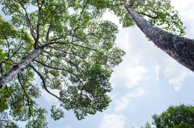 büyük ağaç arka planda mavi gökyüzü ile