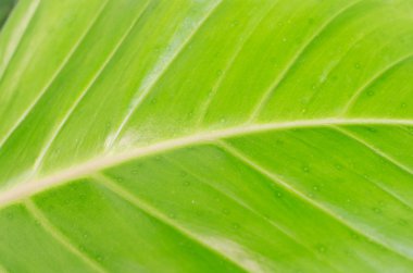 yaprak yeşil arka plan