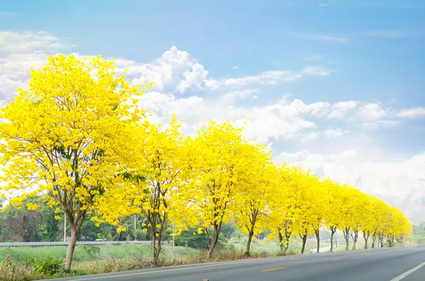 Estrada rural com flores amarelas — Fotografia de Stock