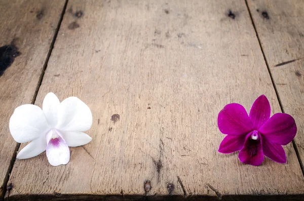 粉红色和白色兰花 (蝴蝶兰 ) — 图库照片
