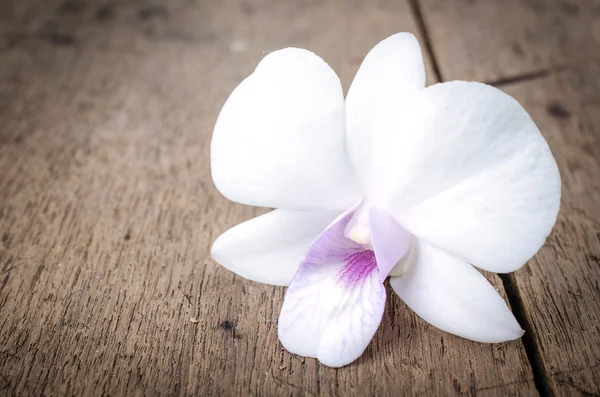 Orchidea bianca (Phalaenopsis  ) — Foto Stock