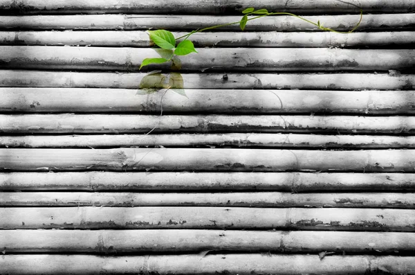 Nový život na zeď dřevěné . — Stock fotografie