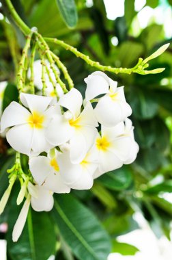 plumeria, beyaz ve sarı çiçek