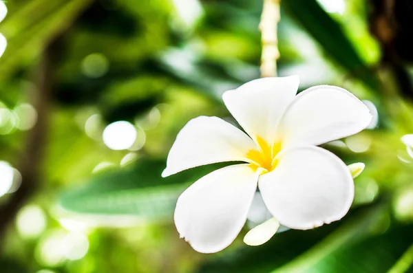 Vita och gula plumeria blomma — Stockfoto