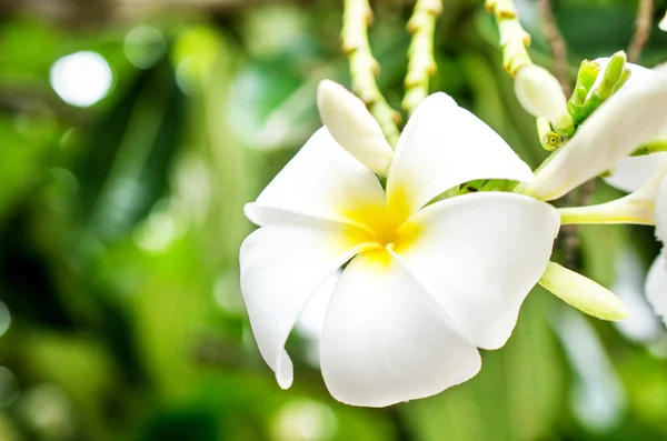 White and yellow plumeria flower — Stock Photo, Image