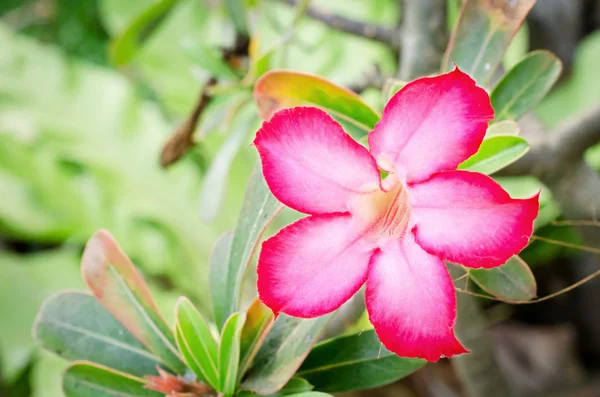 Impala lily blommor blommar på träd — Stockfoto