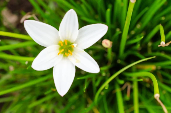 Vita blommor — Stockfoto