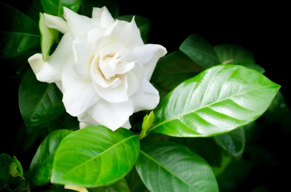 Beautiful closeup spring blossoming tree — Stock Photo, Image