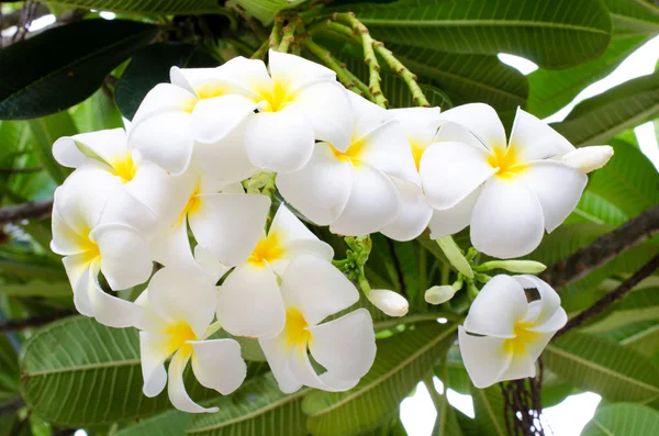 Weiße und gelbe Pflaumenblüte — Stockfoto
