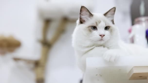 Cute White Ragdoll Cat Sitting Table Home — Vídeos de Stock