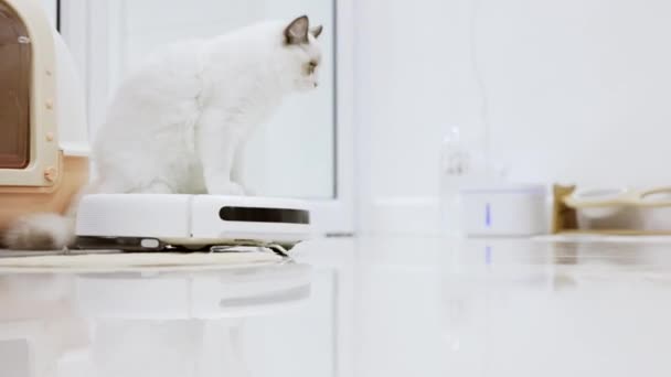 White Ragdoll Cat Sit Robotic Vacuum Cleaner Slides Room Home — Stok video