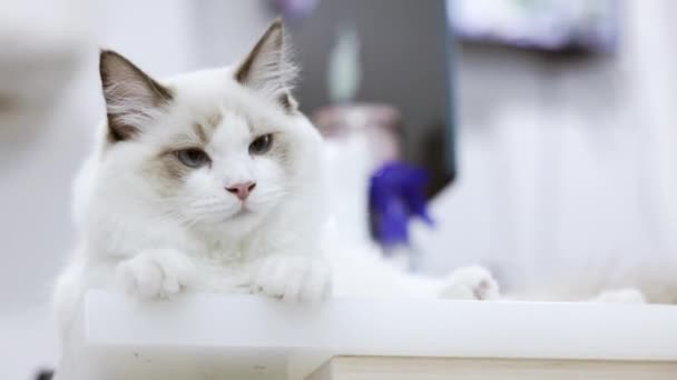 Cute White Ragdoll Cat Sitting Table Home — Stockvideo