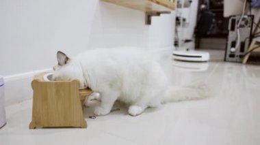 Hungry white color ragdoll cat enjoy eating food with white bowl at home.