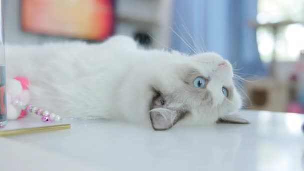 Мила Біла Лялька Кішка Сидить Столі Вдома — стокове відео