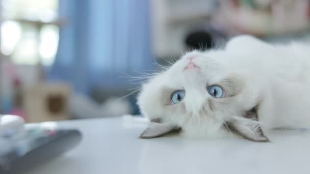 식탁에 귀여운 래그돌 고양이 — 비디오