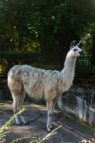 Flauschiges Lama Zoo Vor Dem Hintergrund Von Bäumen — Stockfoto